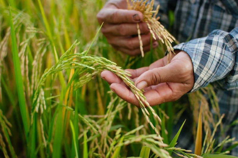 Agrotech VIta