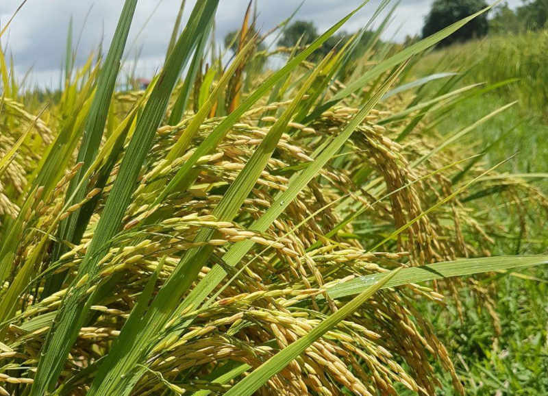 Agrotech VIta